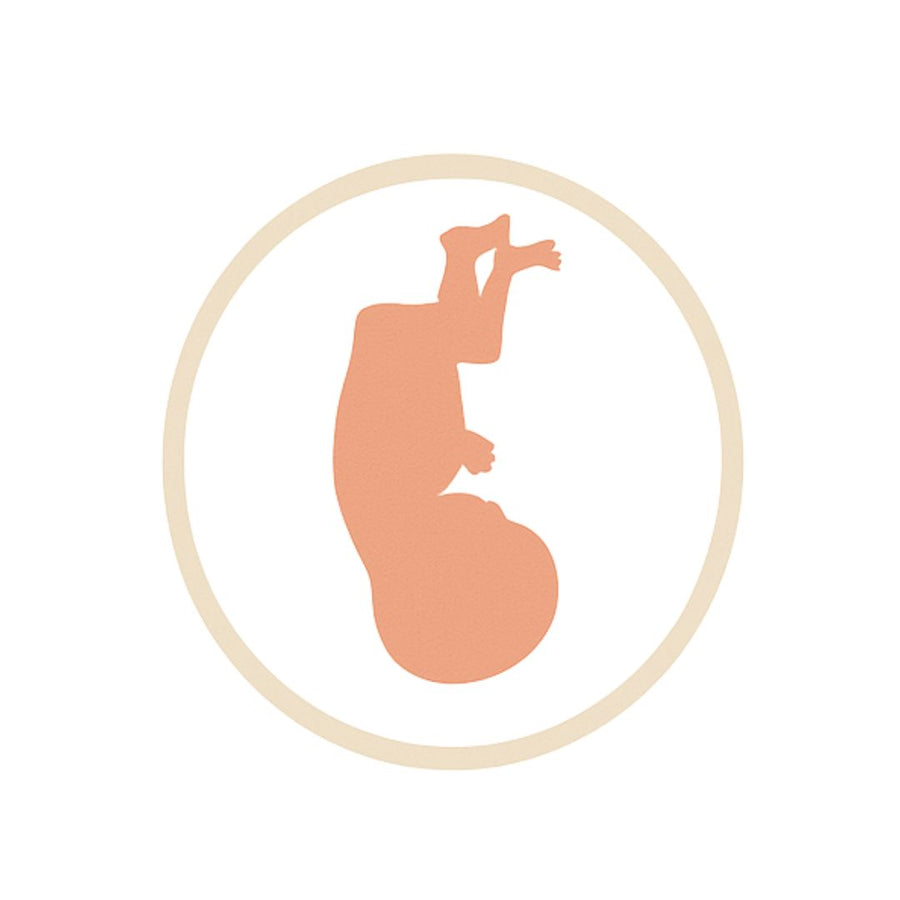 Fetal stage icon